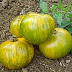 Tomate 'Green Zebra'